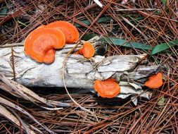 pycnoporus cinnabarinus among branches