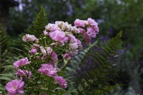 blooming blue wild rose