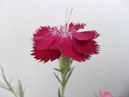 dark pink clove flower close-up