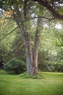 huge old tree in a forest