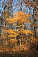 Orange autumn tree