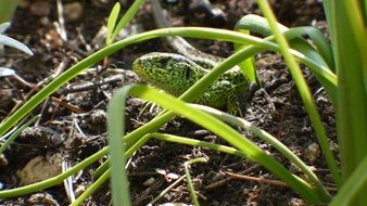 sand lizard hiding