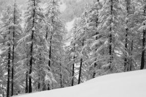 snowy trees on the alpine mountains