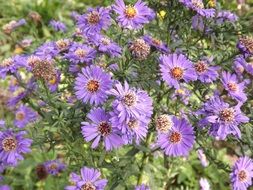 Violet flowers on a green bush in the summer