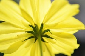 Yellow flower in ceylon
