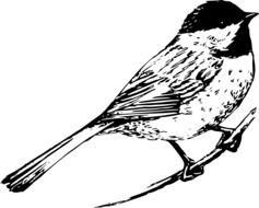 chickadee bird drawing