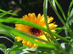 wild flowers in the grass