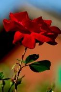 closeup picture of red rose flower