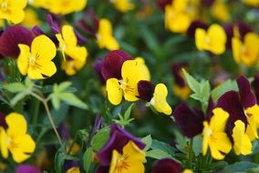 colorful garden pansy