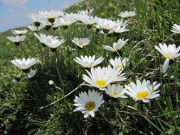 meadow of white daisies on a green meadow close up