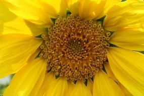 bright yellow sun flower macro