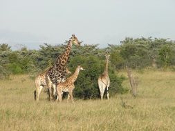 giraffe in African nature