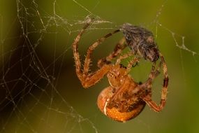 spider with prey on cobweb, macro