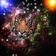 image of the galaxy and the tiger's face