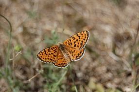 spotted butterfly on a blurred background