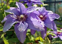 large purple clematis buds