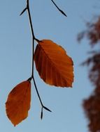 golden red autumn leaves on a branch