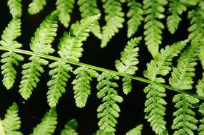 fern leaves on black background