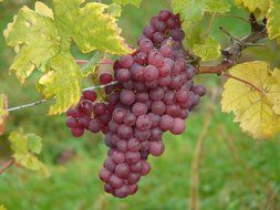 red grapes on a branch