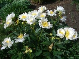peony rose blossom