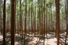 Landscape with the forest of eucalyptus