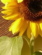 sunflower on a thick stalk