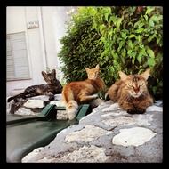 Domestic cats lie on a stone walkway