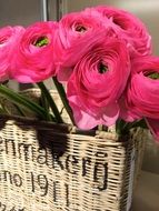 wicker basket with pink roses close-up