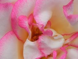 white rose petals with pink rim close-up