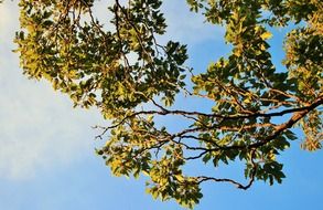 green tree crown against a clear blue sky