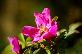 bees in pink flowers