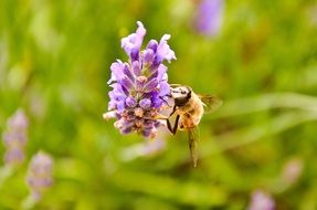 bee on lavender bloom