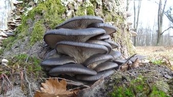 oyster mushroom