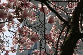 Pink magnolia flowers blossom on the tree