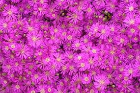 purple blooming daisies in the garden