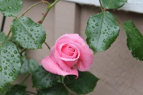 pink rose flower with water drops close-up