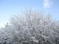 Iced tree branches in Poland