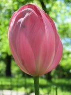 pink tulip on a stalk in the sun