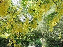 the leaves of the spring trees