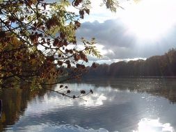 Trees along the lake