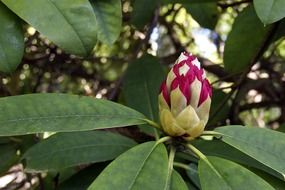 rhododendron, red flower bud on green plant