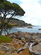 driftwood on the scenic beach