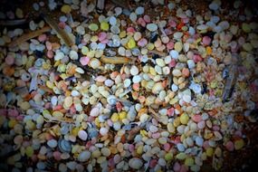 Colorful small shells