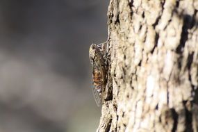 cicadas on tree wildlife closeup
