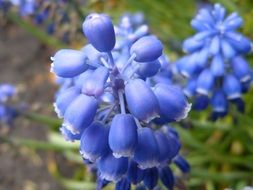 fragrant blue lupine closeup