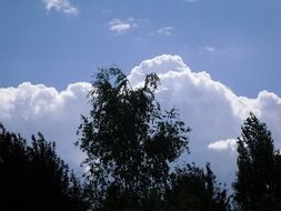 trees against the cloud