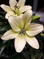 White lily blooming in the garden