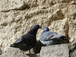 two dark doves on a stone wall