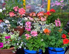 flowering pot plants