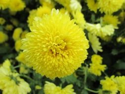 yellow chrysanthemum in the park